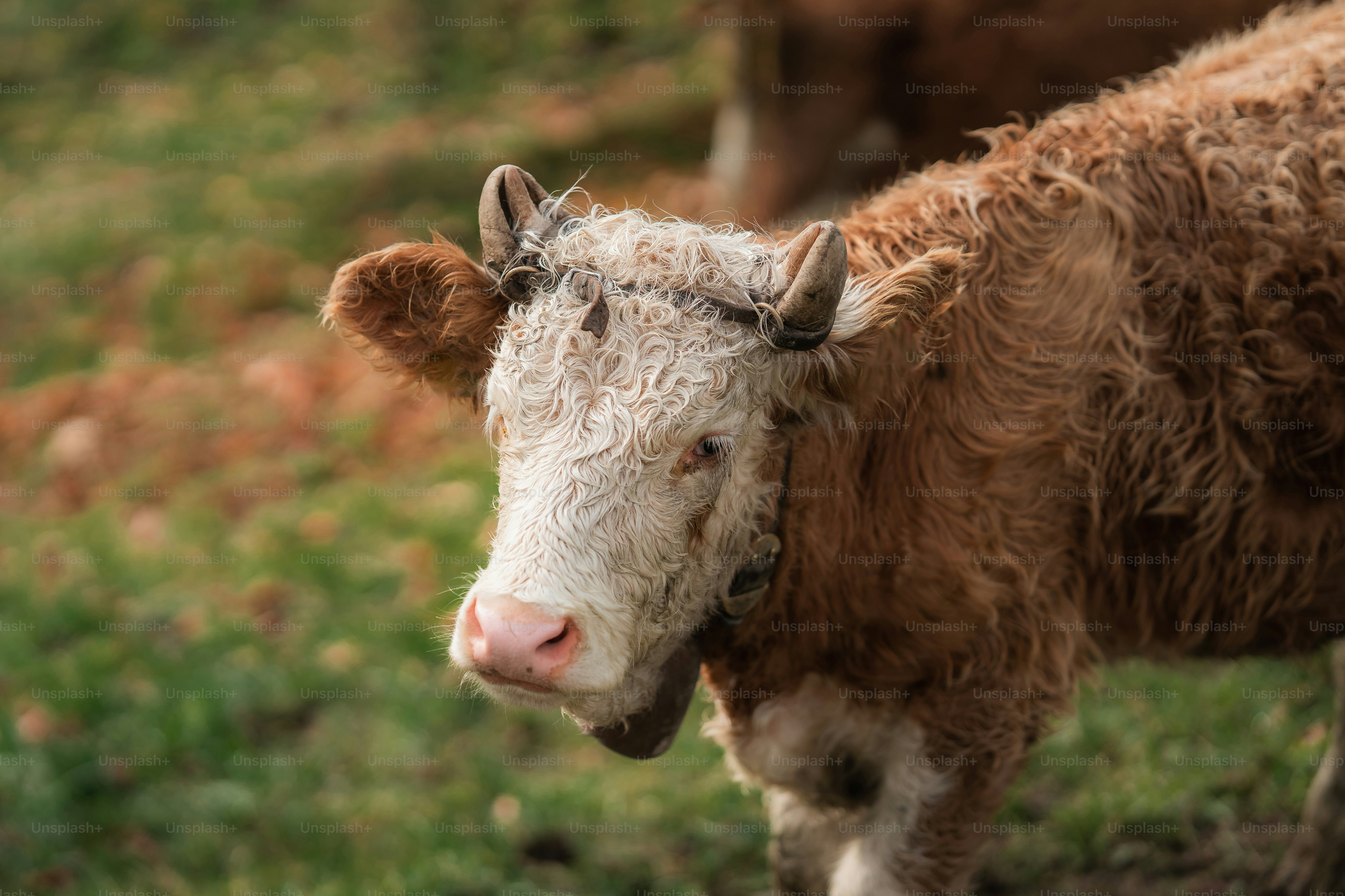 a brown cow standing on top of a lush green field
