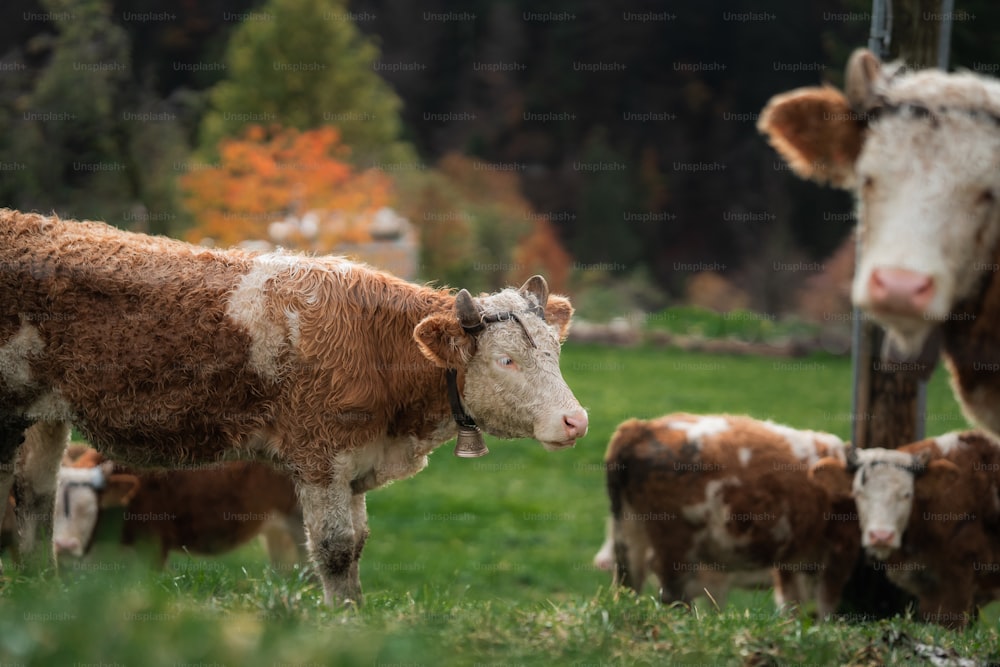 緑豊かな野原の上に立つ牛の群れ