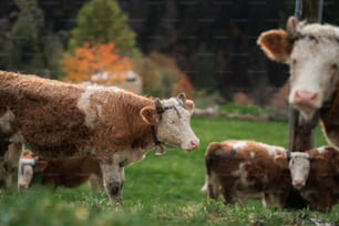 a herd of cows standing on top of a lush green field