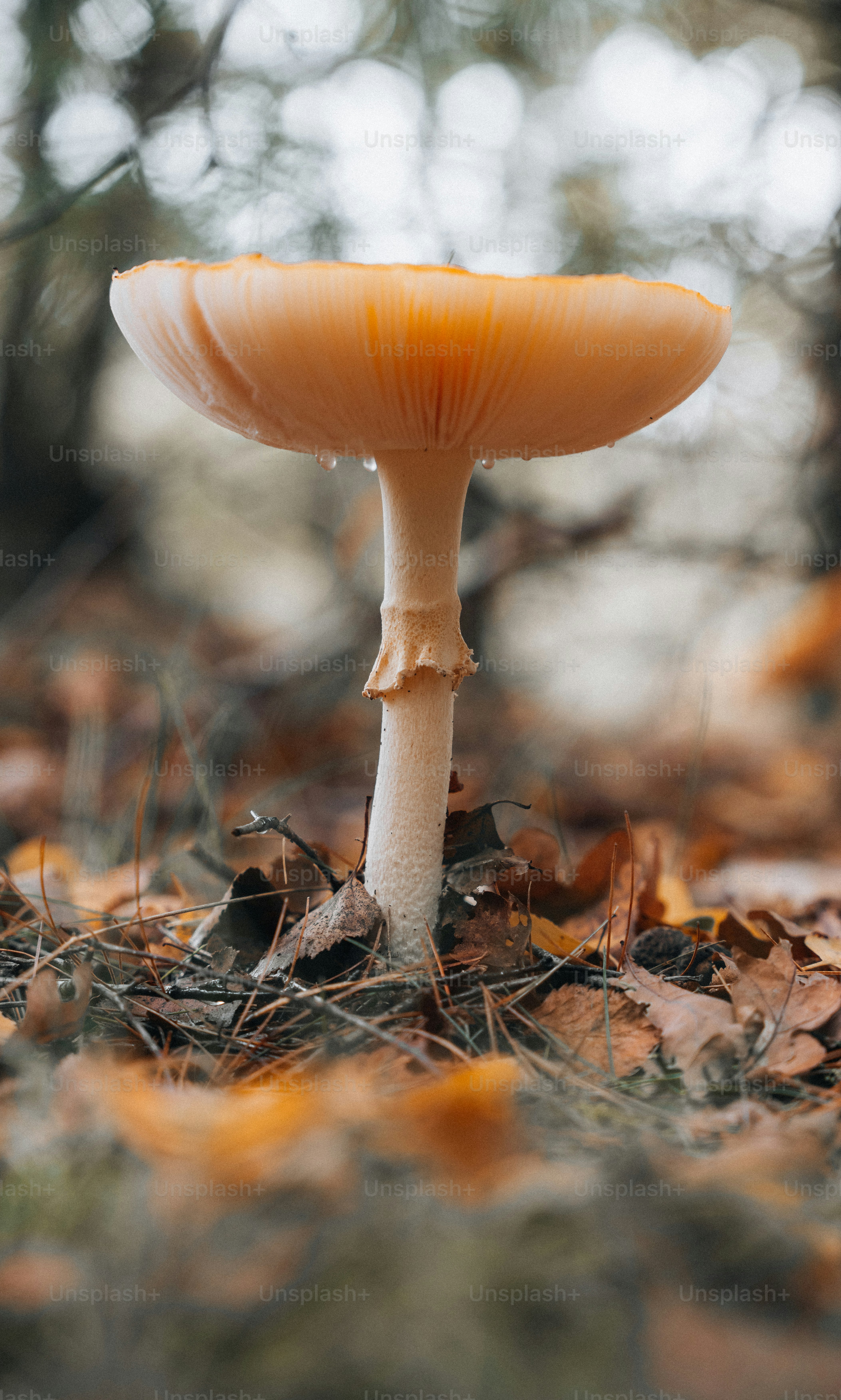 Fuquay-Varina, North Carolina