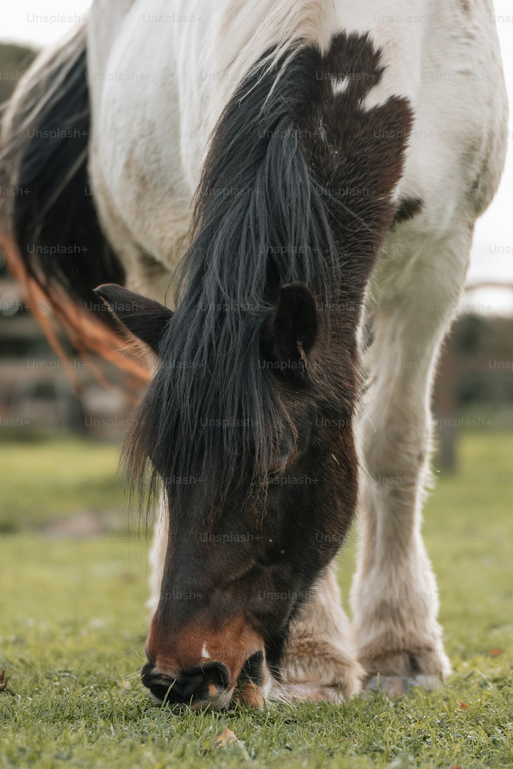 a brown and white horse eating grass in a field