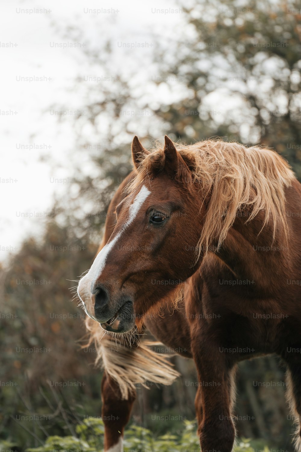 a brown and white horse standing on top of a lush green field