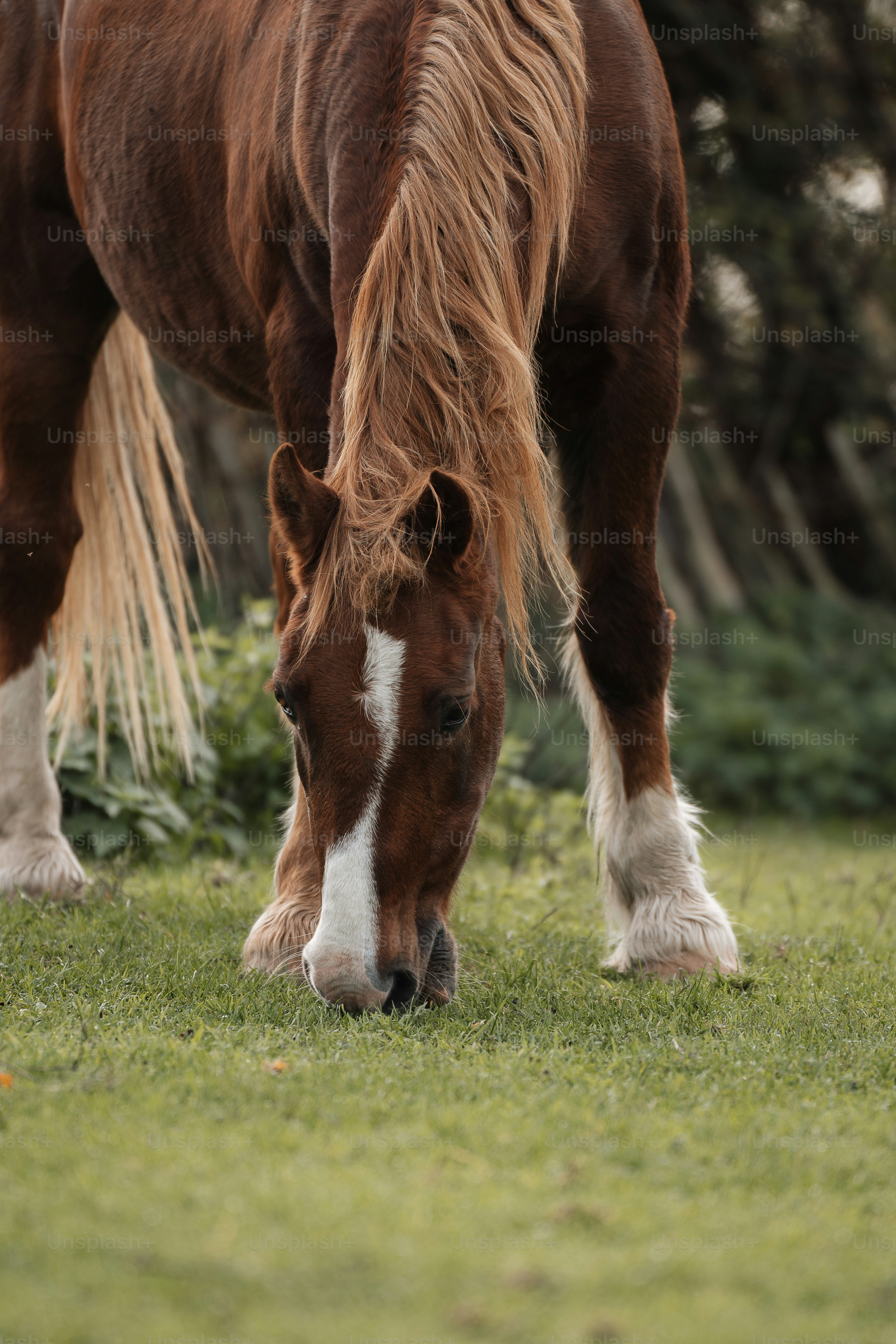 a brown and white horse eating grass in a field