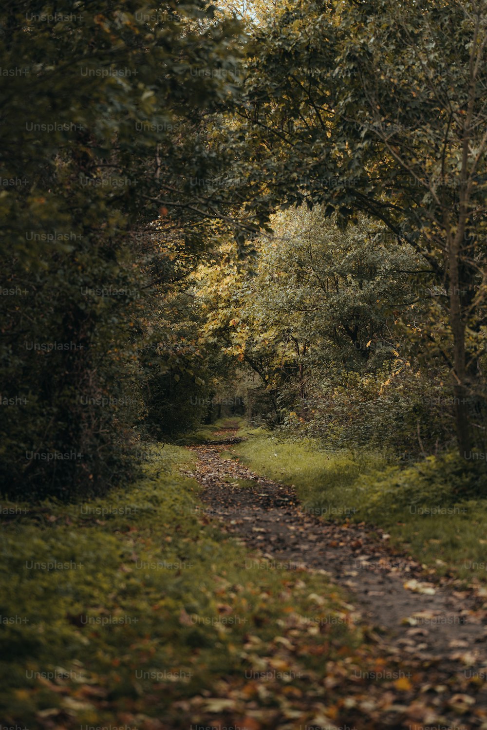 나무와 나뭇��잎으로 둘러싸인 비포장 도로