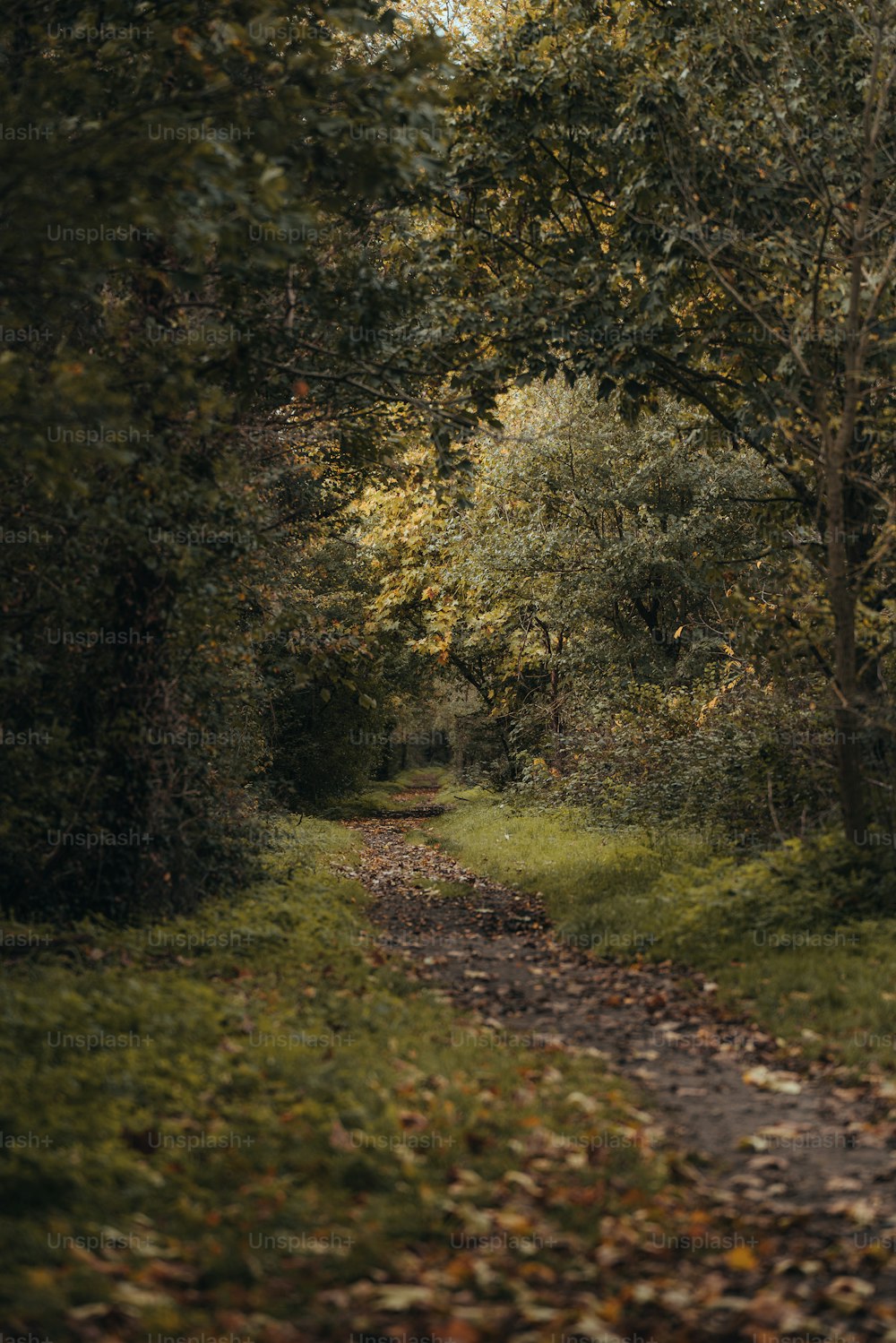 a dirt road surrounded by trees and leaves