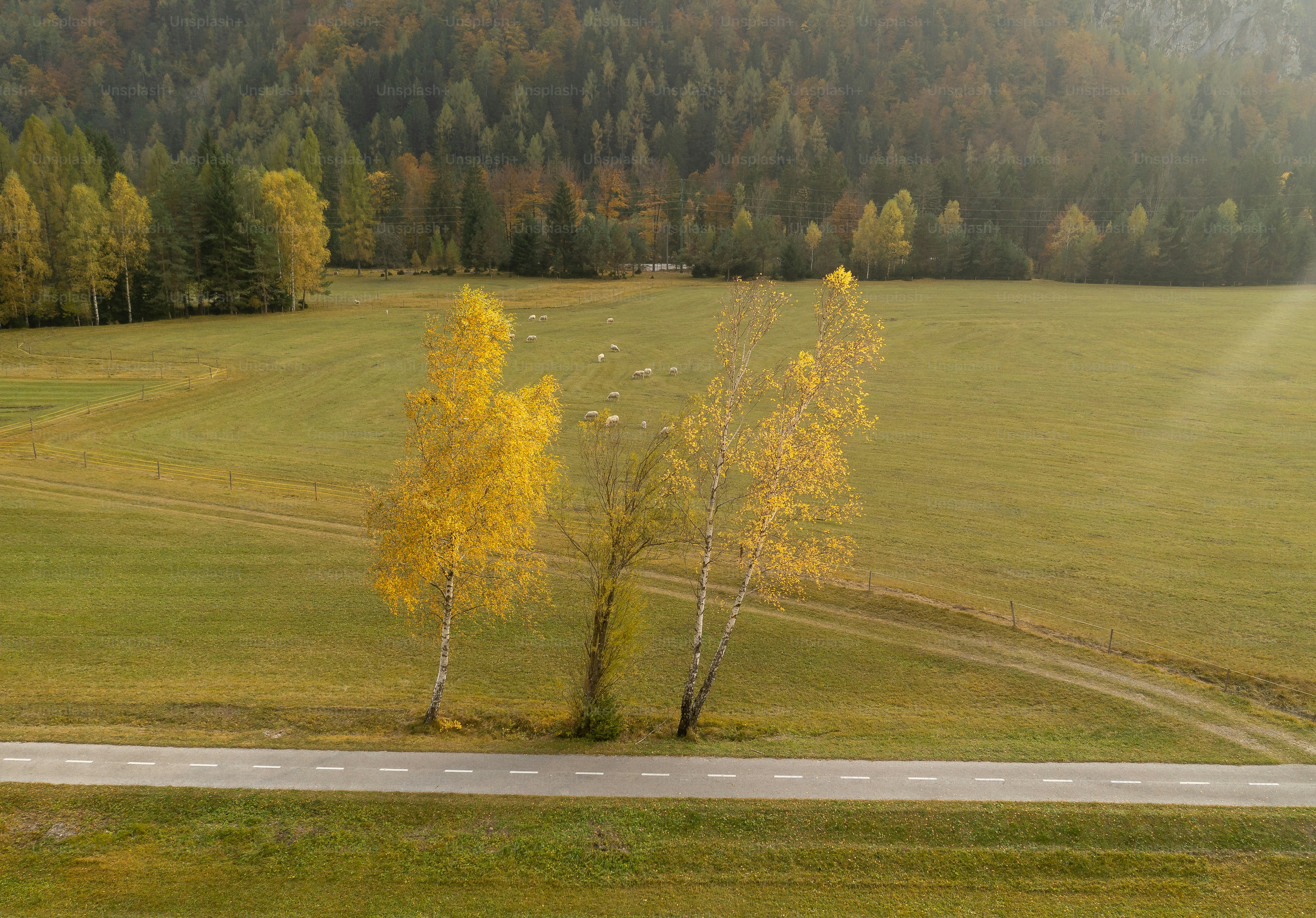 Uma árvore solitária está no meio de um campo gramado