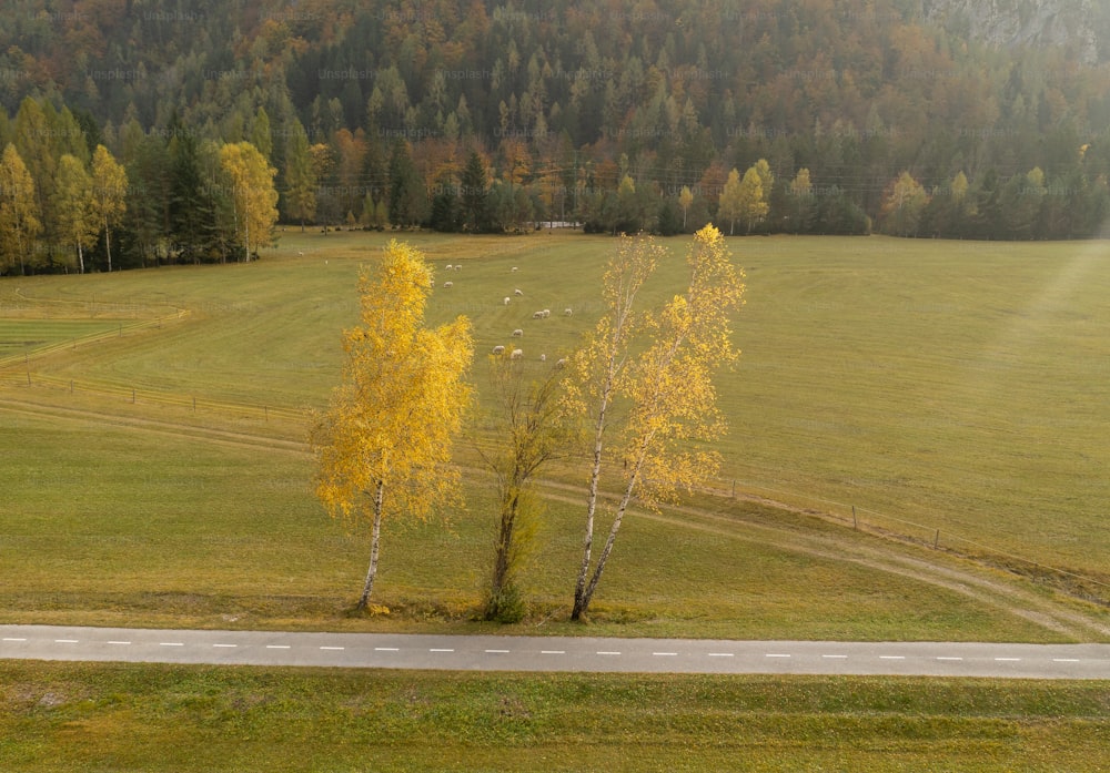 a lone tree stands in the middle of a grassy field