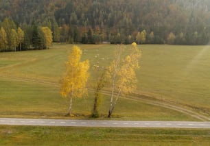 Un árbol solitario se encuentra en medio de un campo cubierto de hierba