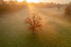uma árvore solitária em um campo com o sol brilhando através da neblina