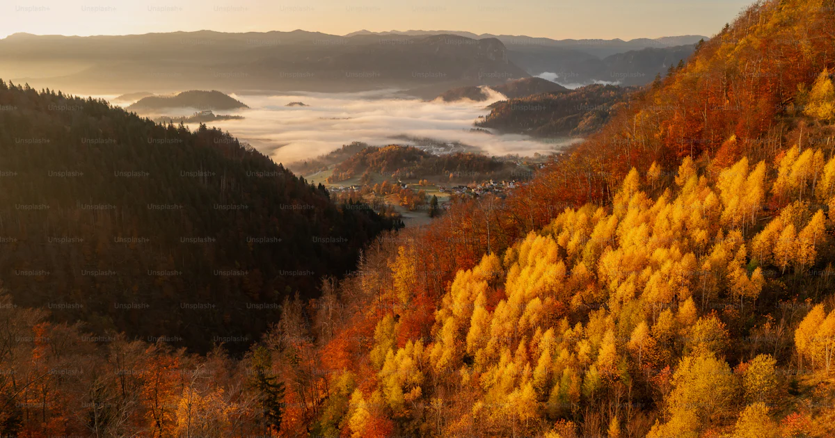 A view of a valley with a lot of trees photo – Nature Image on Unsplash