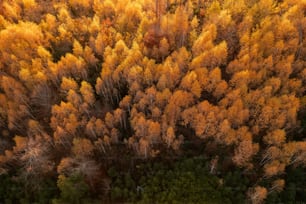 an aerial view of a forest with lots of trees