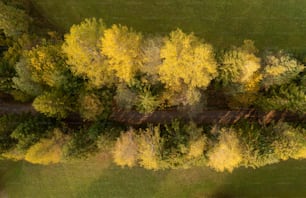 a train traveling through a lush green forest