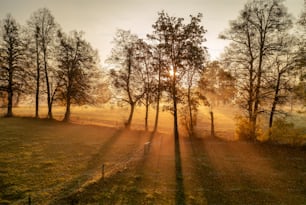 the sun is shining through the trees in the field