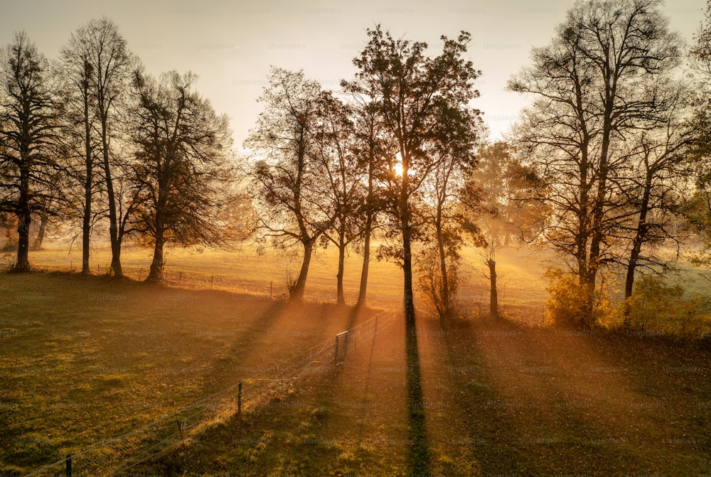 Le soleil brille à travers les arbres dans le champ