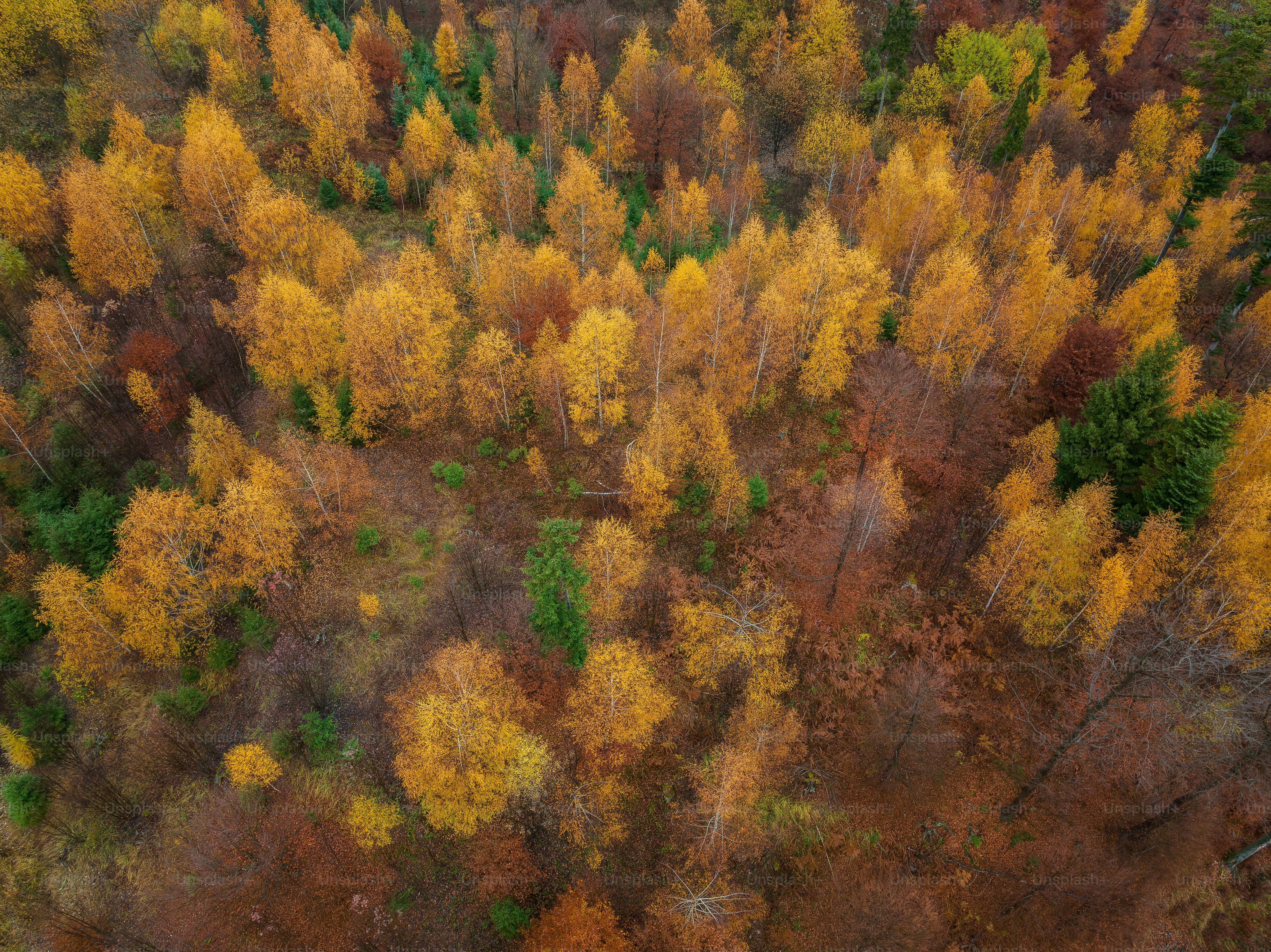 Una vista aérea de un bosque con muchos árboles