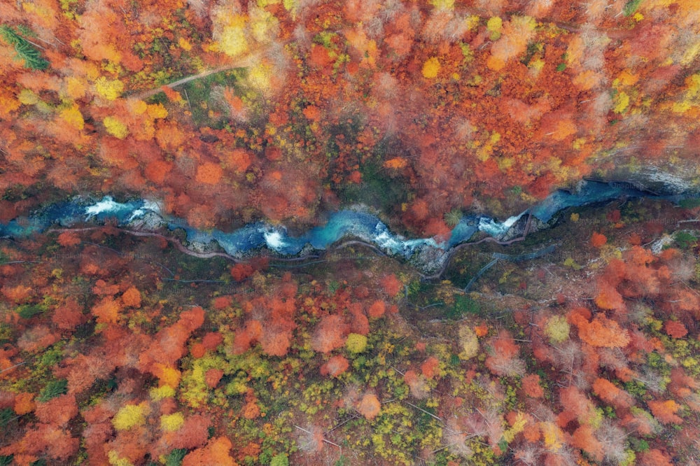Eine Luftaufnahme eines Flusses, der von Bäumen umgeben ist