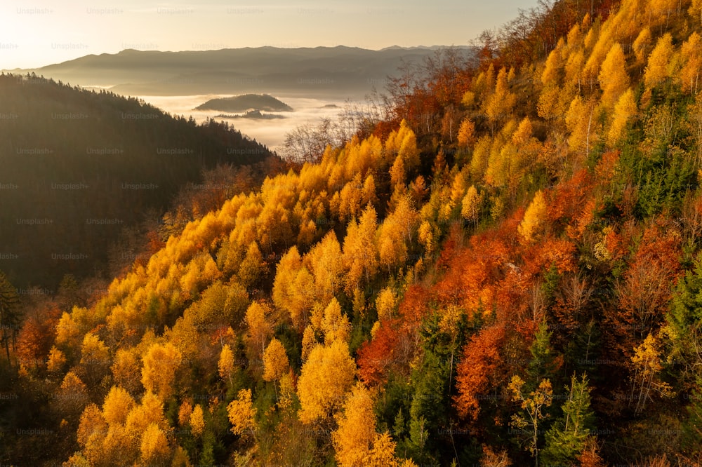 형형색색의 나무로 뒤덮인 언덕