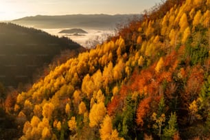 Una collina coperta da un sacco di alberi colorati