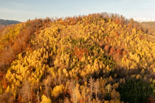 Ein Wald mit vielen Bäumen, die in Herbstfarben bedeckt sind