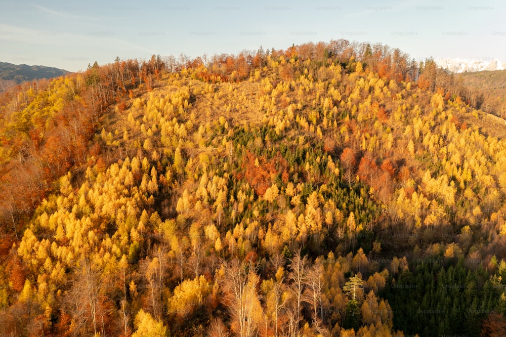 Ein Wald mit vielen Bäumen, die in Herbstfarben bedeckt sind