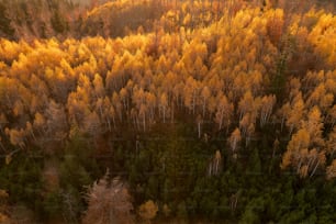 an aerial view of a forest with lots of trees