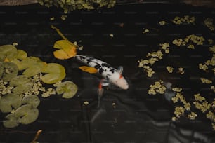 a koi fish swimming in a pond with lily pads