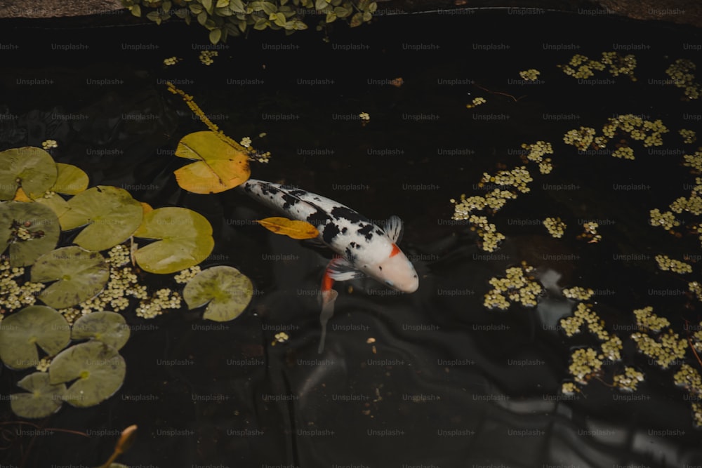 a koi fish swimming in a pond with lily pads
