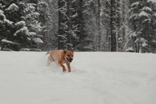 a dog running through the snow in the woods