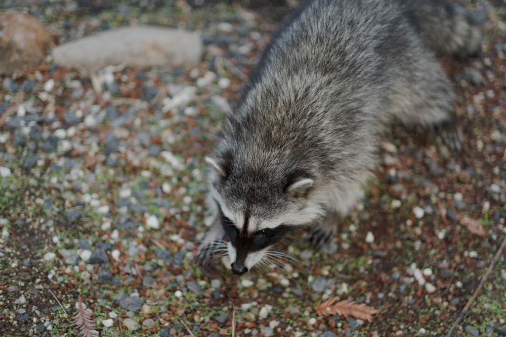 a raccoon eating something on the ground