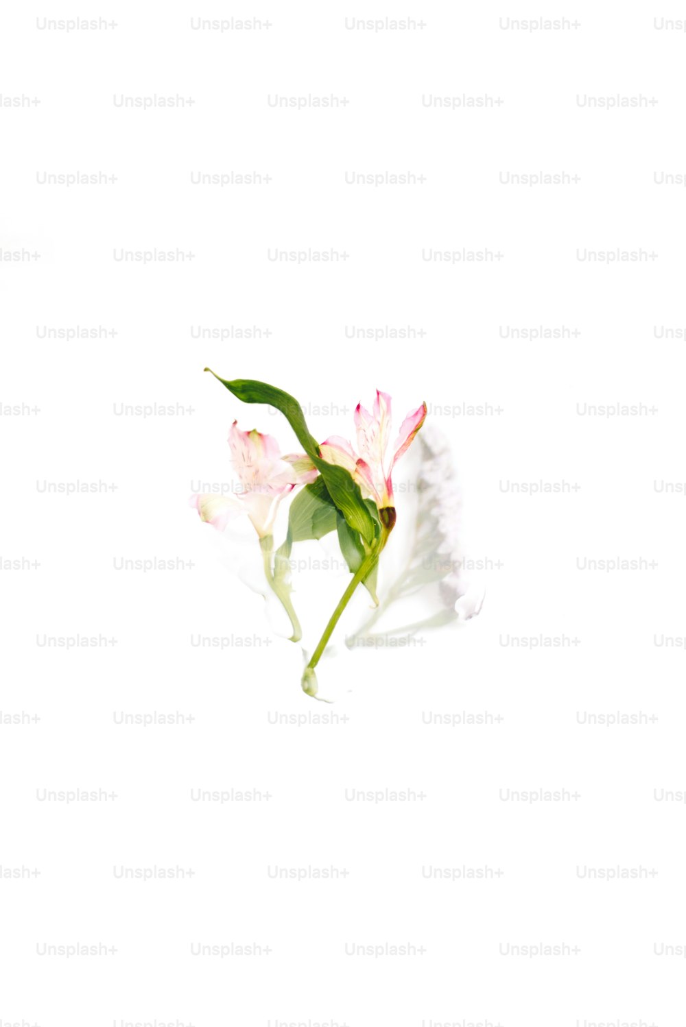 eine weiße Blume mit einem grünen Stiel auf weißem Hintergrund