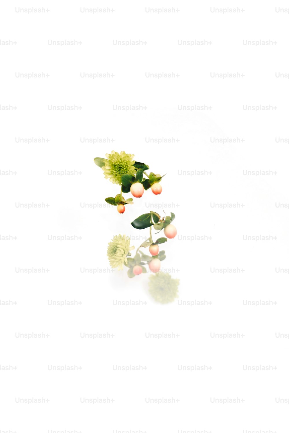a white background with some flowers and leaves