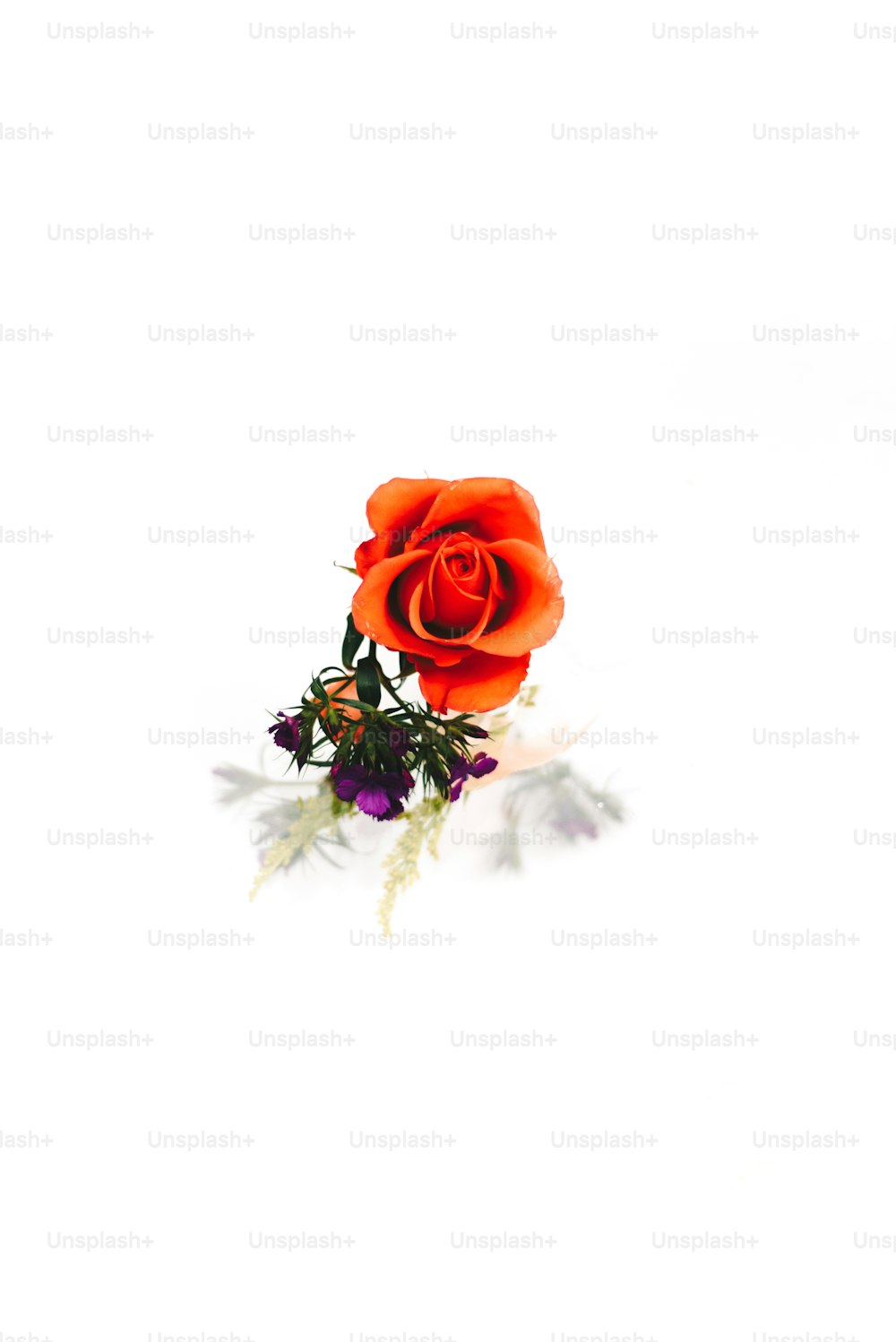 Eine einzelne rote Rose ist auf weißem Hintergrund dargestellt
