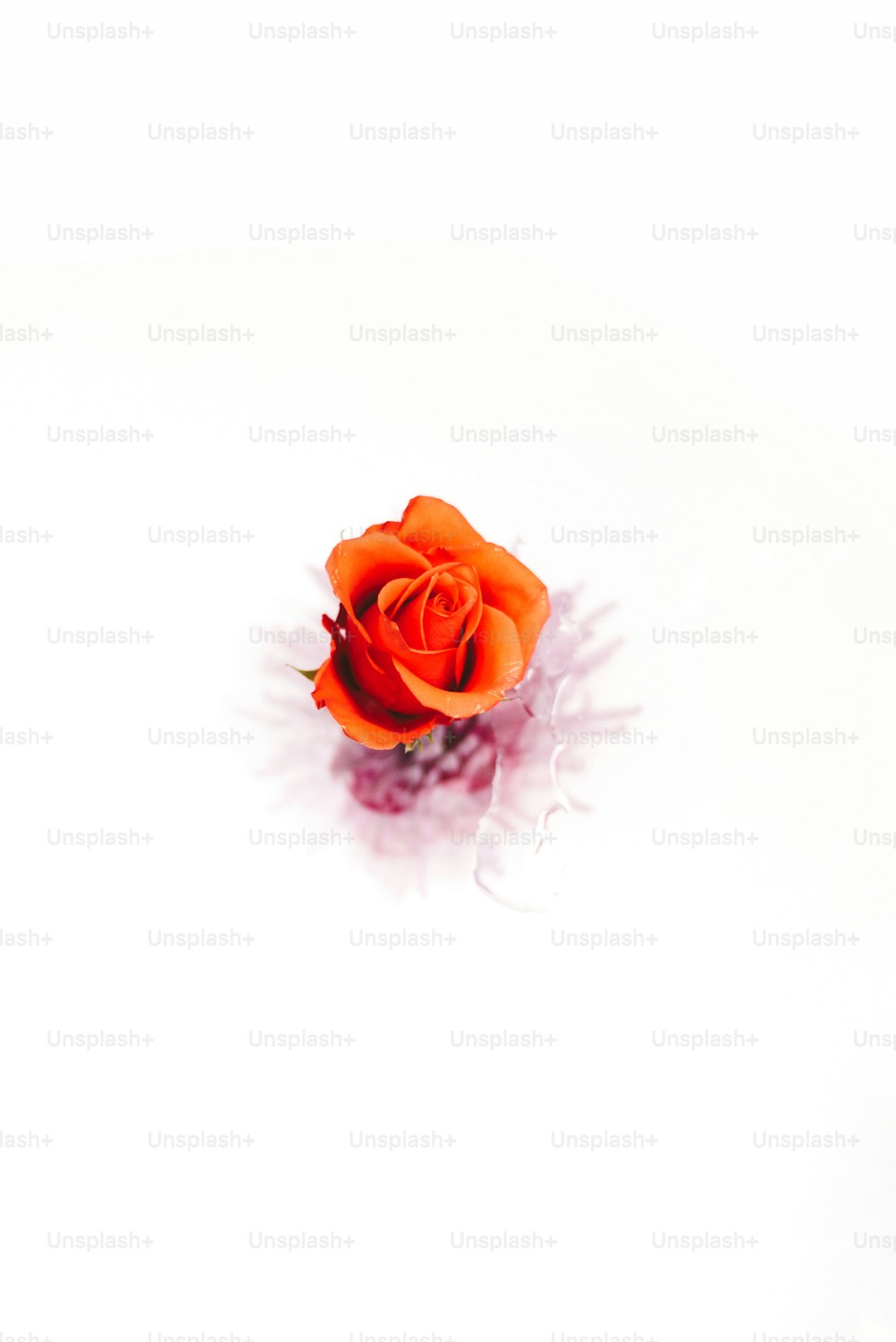 白い表面に一輪のオレンジ色のバラ