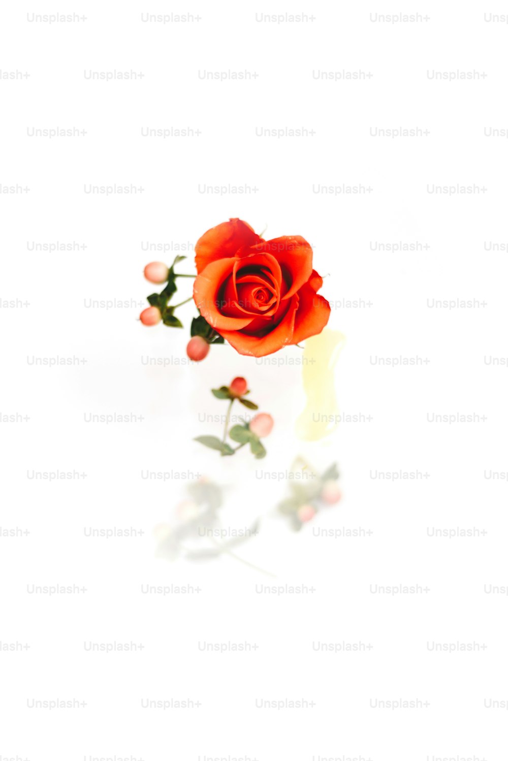 eine einzelne rote Rose auf weißem Hintergrund