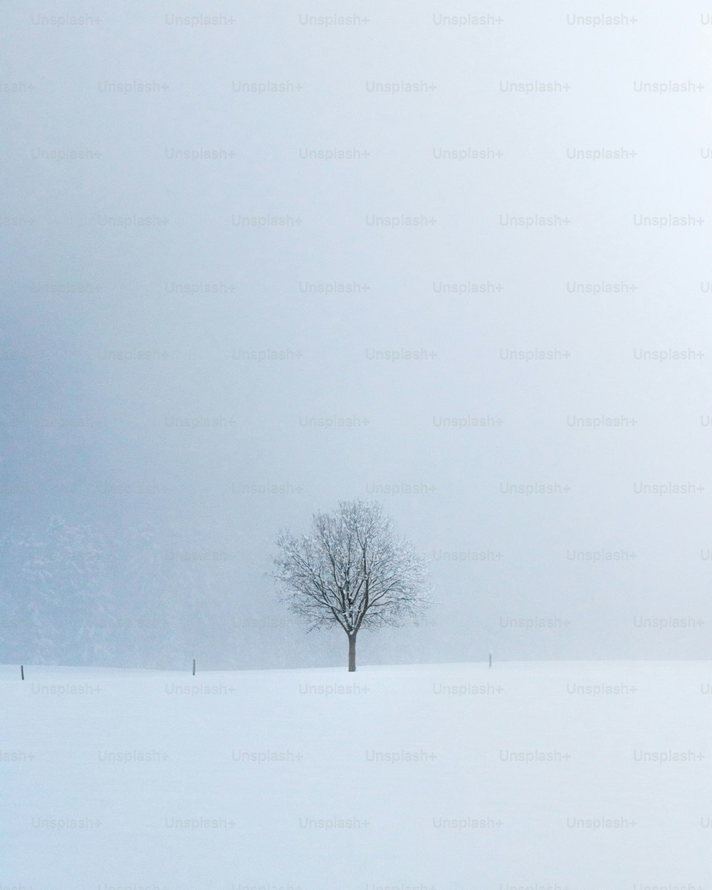a lone tree stands alone in a snowy field