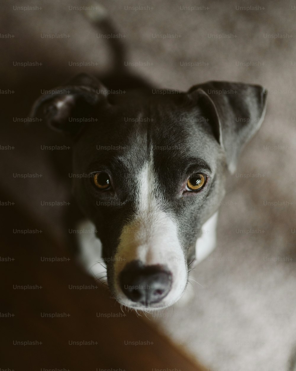 a black and white dog looking up at the camera