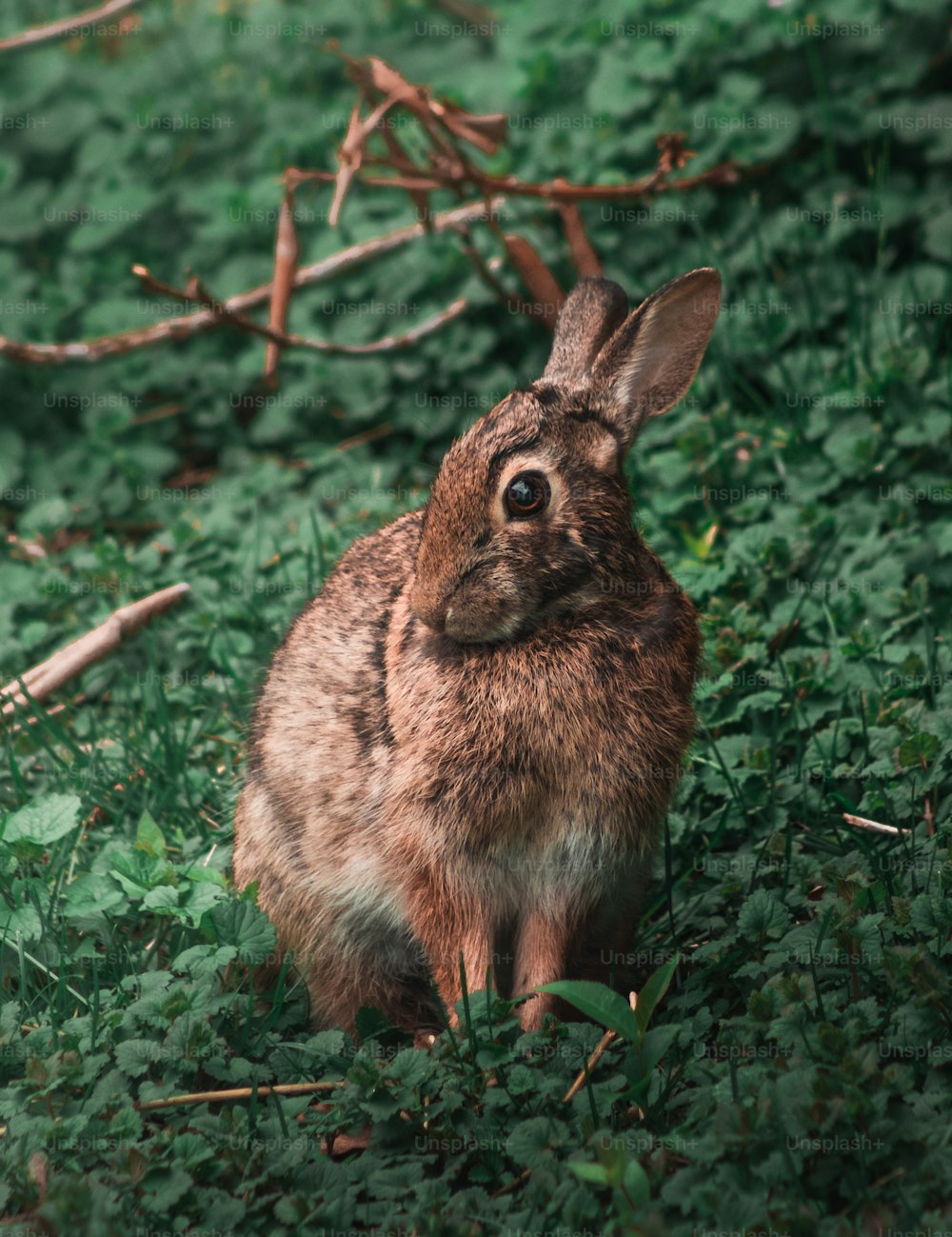 Un conejo está sentado en la hierba mirando a la cámara