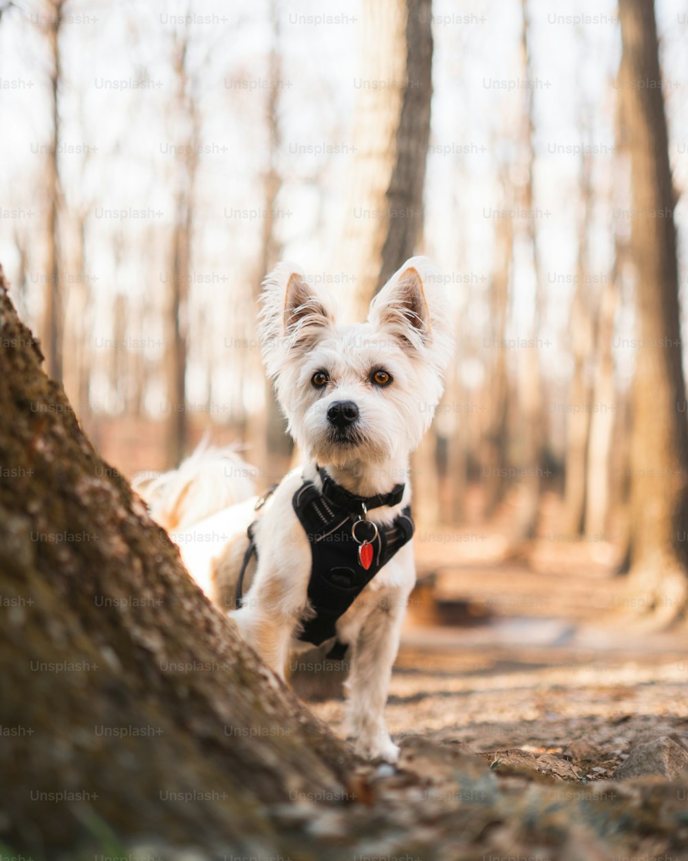 un pequeño perro blanco parado junto a un árbol