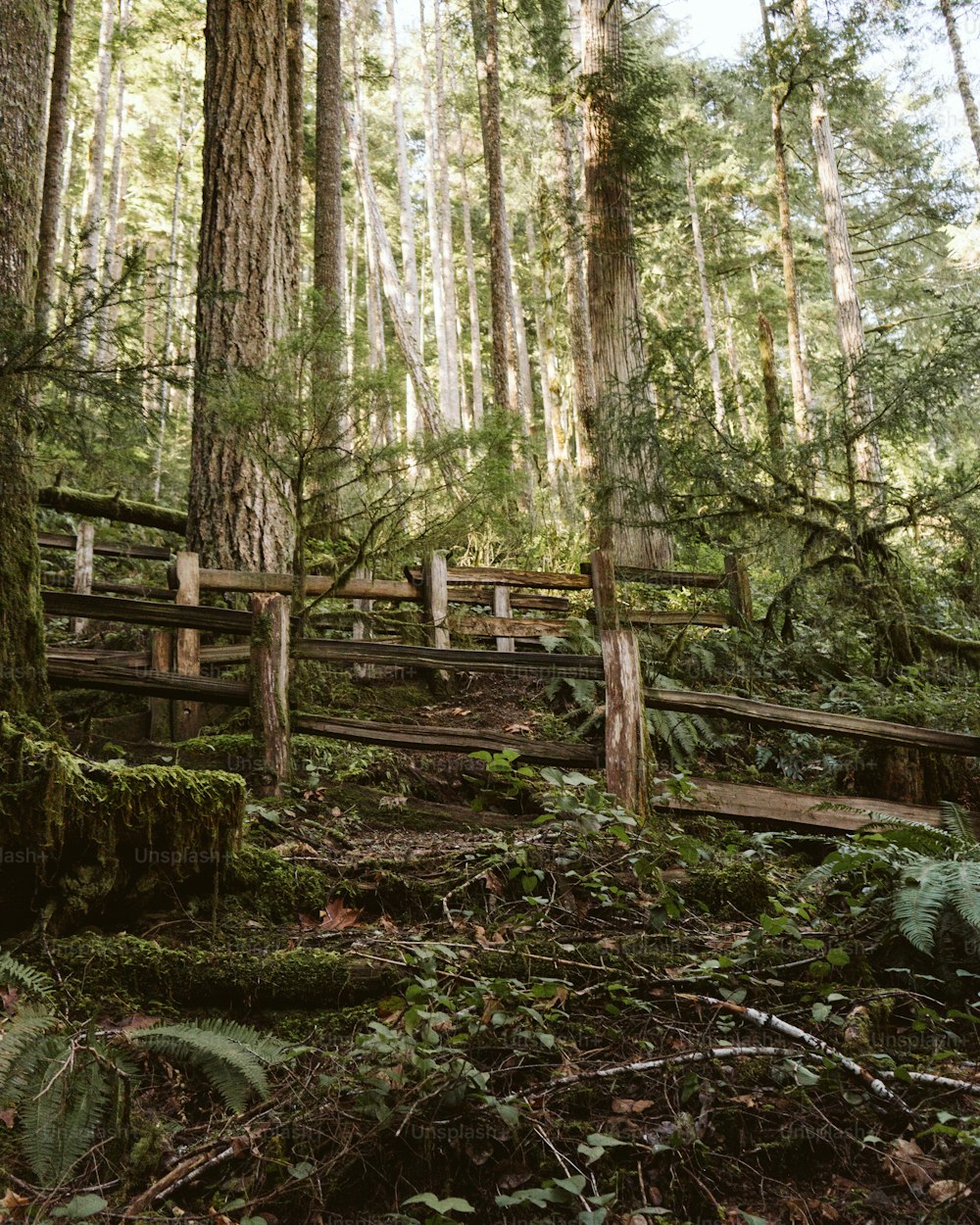 a wooden bridge in the middle of a forest