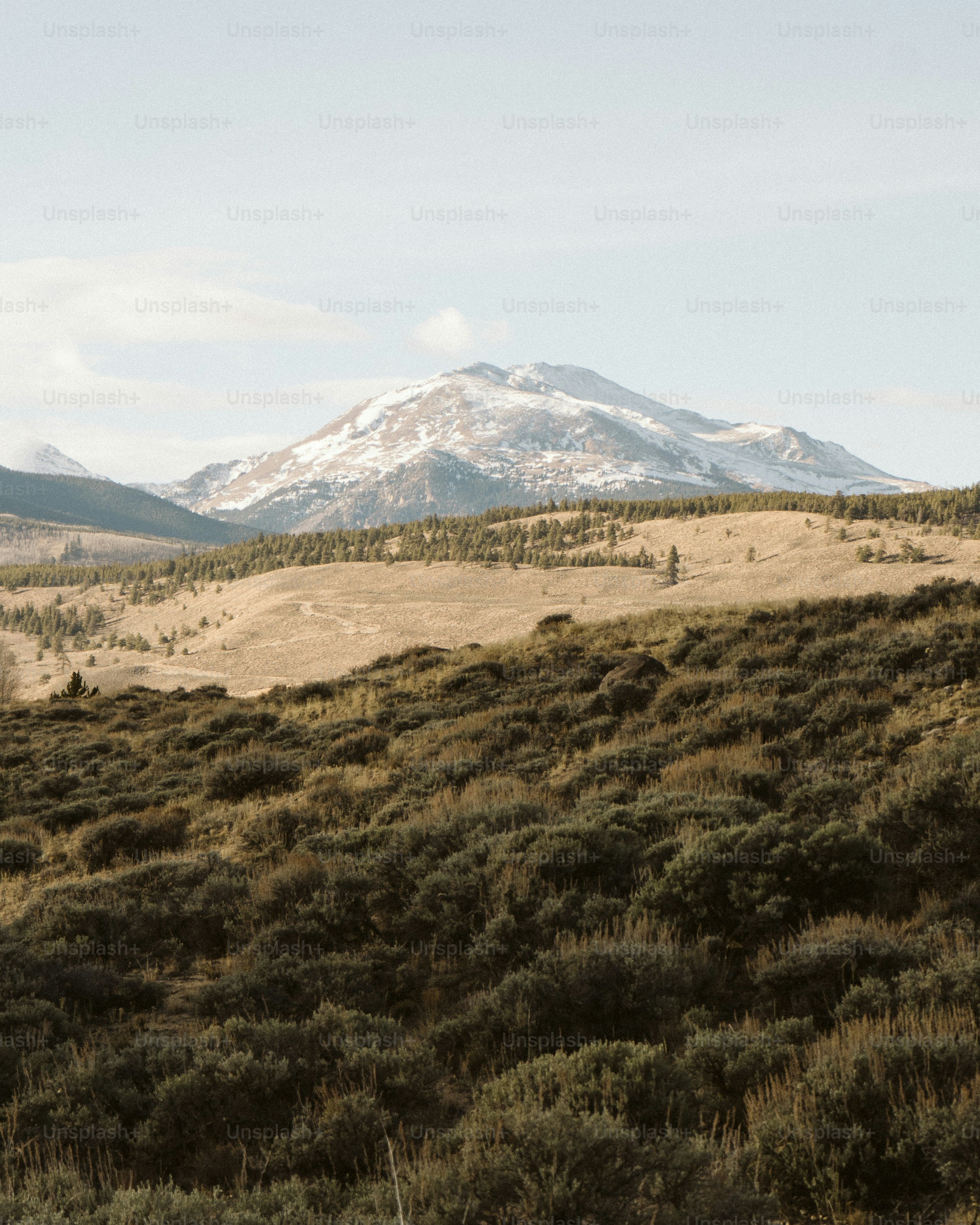 緑豊かな丘の中腹に立つ茶色の馬