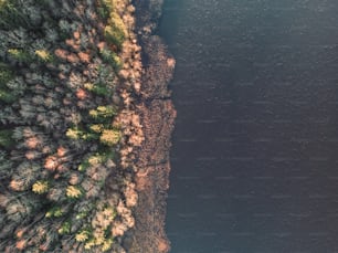 木々に囲まれた水域の空撮
