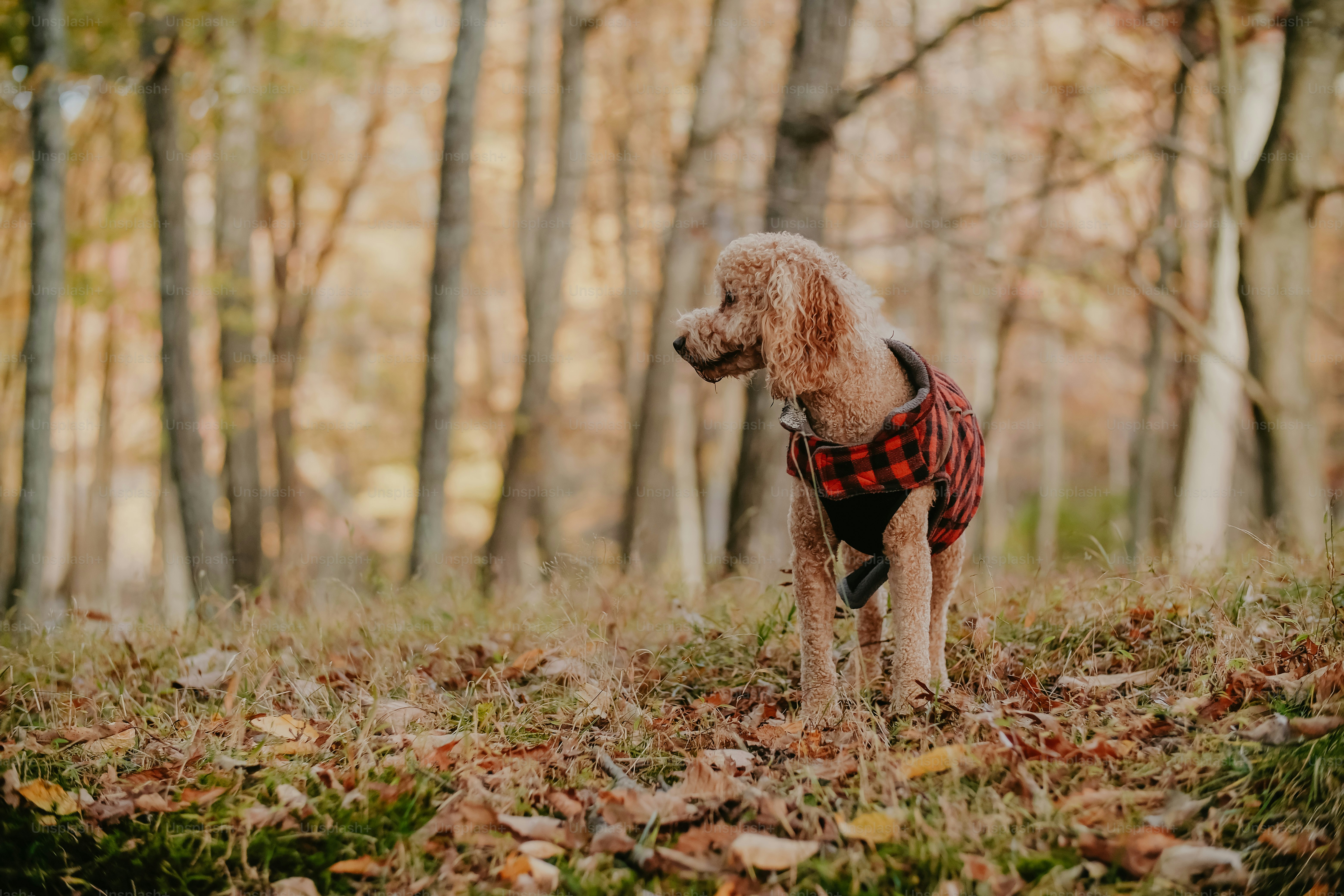 a dog in a plaid shirt standing in the woods