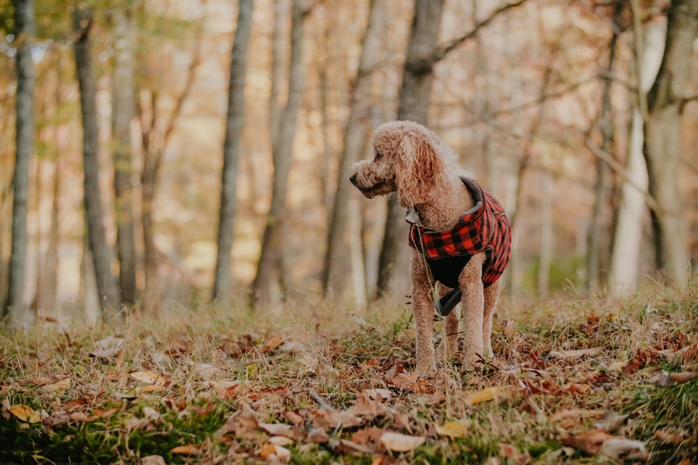 a dog in a plaid shirt standing in the woods