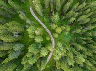 a winding road in the middle of a forest