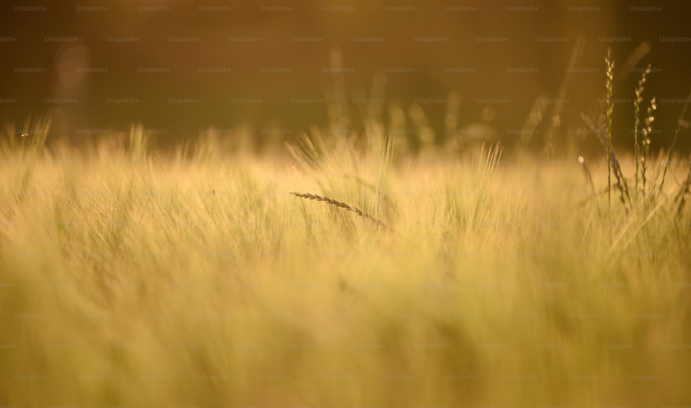 ein Feld aus hohem Gras mit verschwommenem Hintergrund