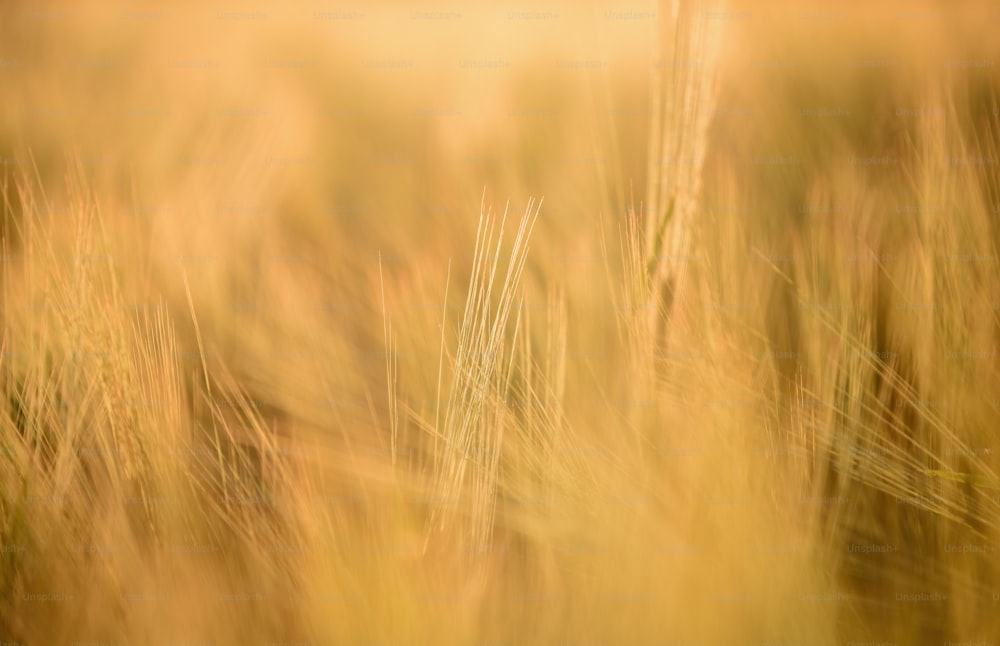 uma foto desfocada de um campo de grama alta