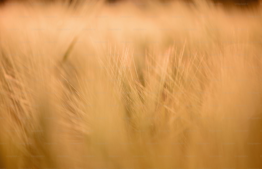 Une photo floue d’un champ de blé