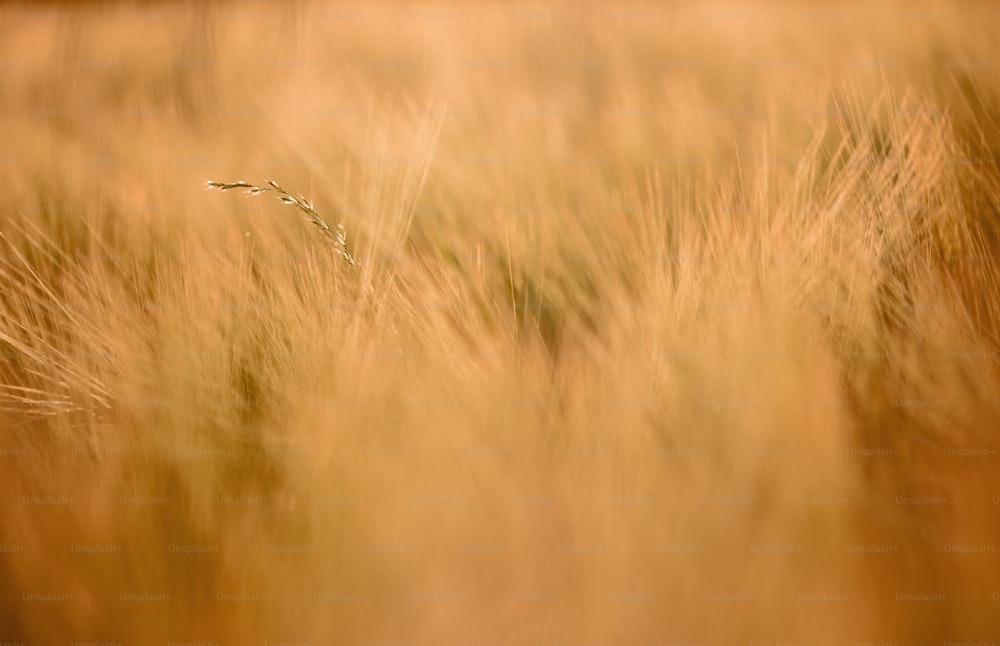 une photo floue d’un champ d’herbes hautes