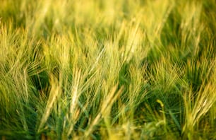 Eine Nahaufnahme eines Feldes mit grünem Gras