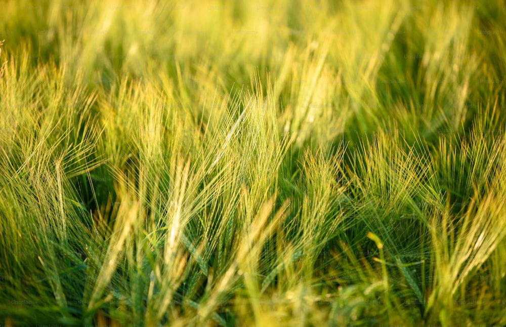 Eine Nahaufnahme eines Feldes mit grünem Gras